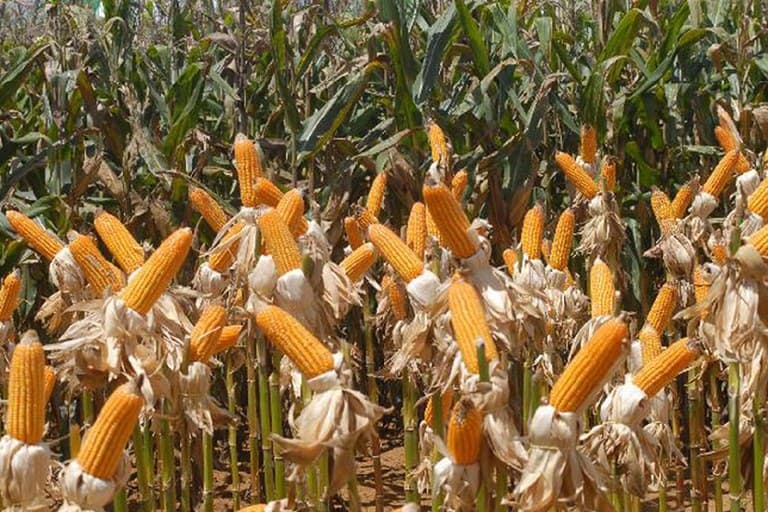 Economia: produção de grãos no Rio Grande do Norte cresce 9,4%