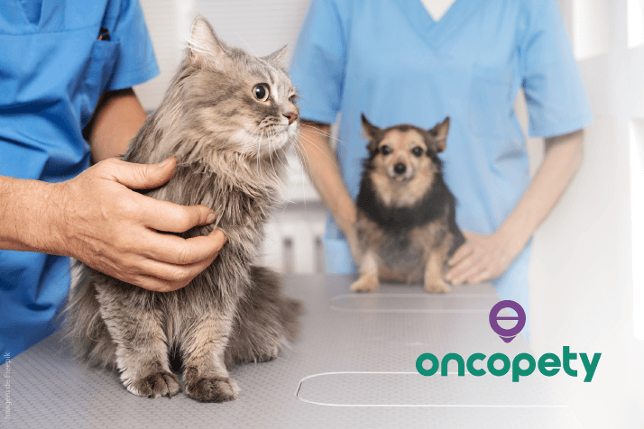 Oncopety: cães e gatos também podem sofrer com câncer de mama