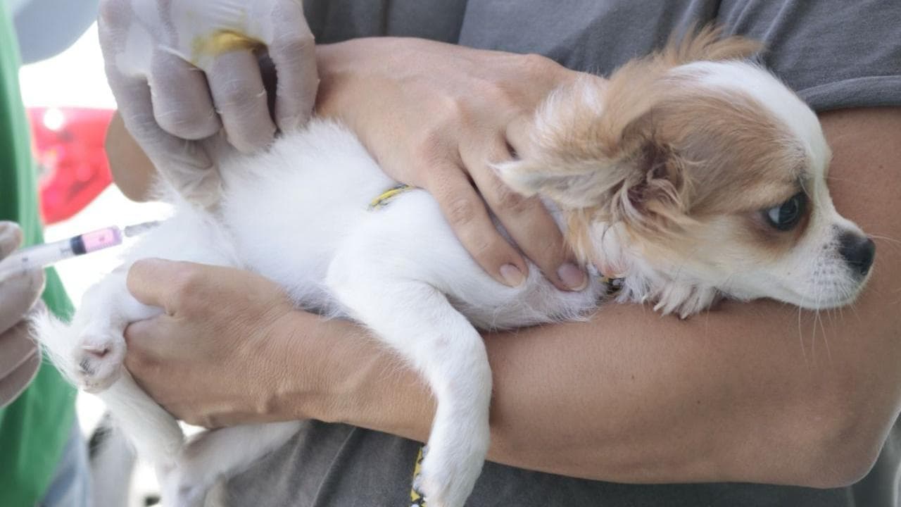 Dia D de Vacinação antirrábica em cães e gatos de Parnamirim será sábado (21)