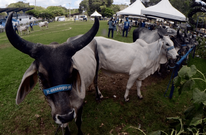 FESTA DO BOI: Leilões rendem R$ 6,057 milhões e volume supera em 63,4% o de 2022
