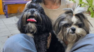 Cachorras roubadas em Capim Macio são recuperadas pelas donas: "elas pagaram resgate"