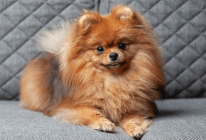 Animais de estimação viram alvos de bandidos em Natal