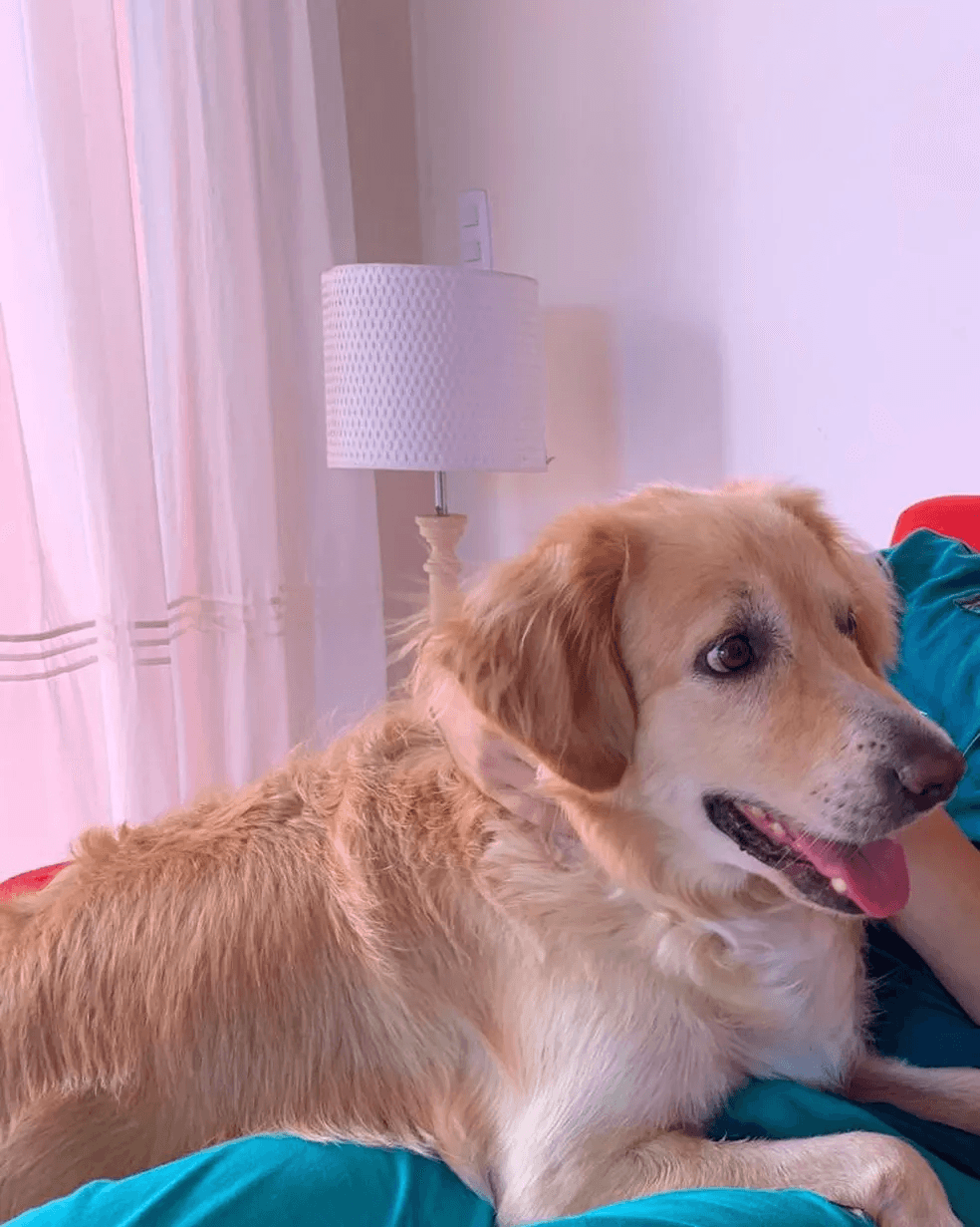 Surfista cai de falésia em Pipa e é salvo por latidos de cachorro: ‘Um herói'