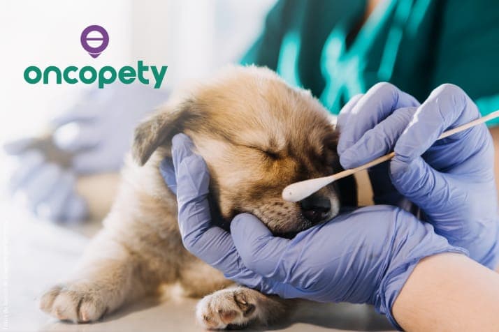 Oncopety: animais também são afetados por câncer de pele e doenças das células produtoras de melanina