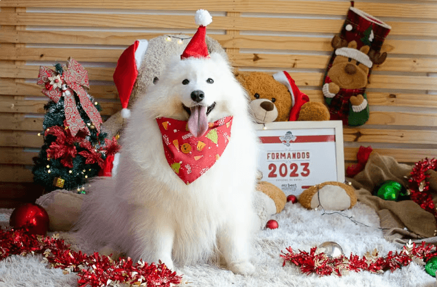 Pets entram no clima do Natal e fazem ensaio fotográfico com roupinhas de Papai Noel