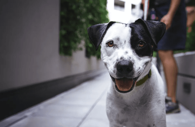 Lei determina regras para moradia e trânsito de animais domésticos em condomínios em Natal