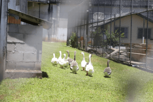 INUSITADO: Gansos substituem cães e ajudam a monitorar detentos em presídio de segurança máxima