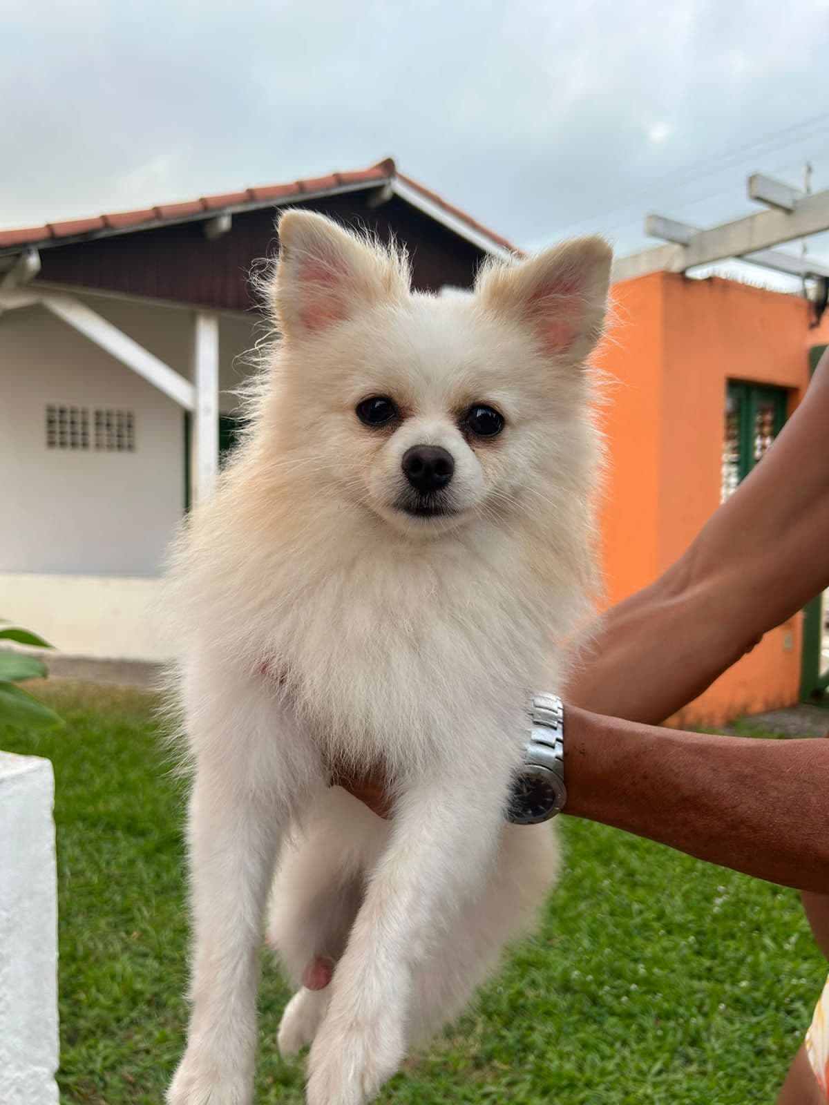 Mulher encontra cachorrinha perdida na praia de Pirangi e busca pelos tutores