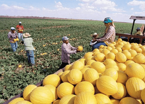 Governo Federal reconhece novo polo de agricultura irrigada no RN
