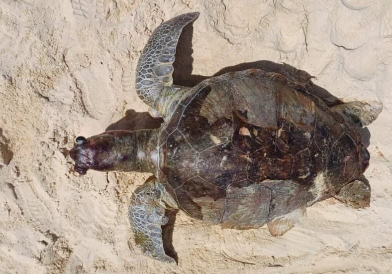 Mais de 70 animais foram encontrados encalhados nas praias do RN nos últimos 30 dias, diz pesquisa