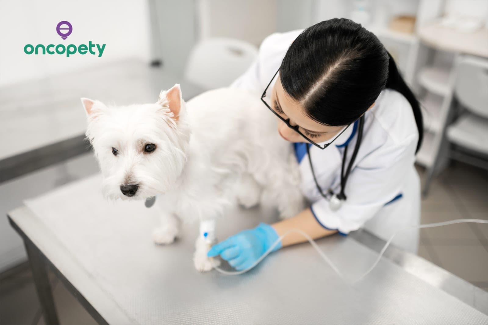 Oncopety explica fases do processo de quimioterapia animal