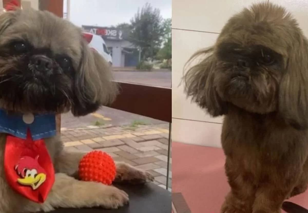 Cachorro é furtado e pintado com tinta de cabelo como disfarce em SC