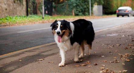 Itália estuda cassar habilitação de quem abandona animais da rua