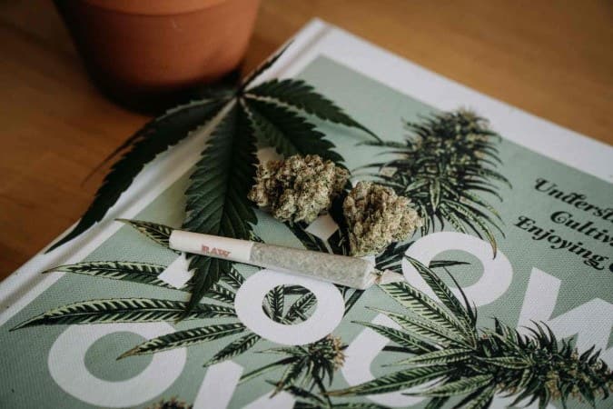 Cresce número de brasileiros que dizem ser contra descriminalização da maconha, aponta Datafolha
