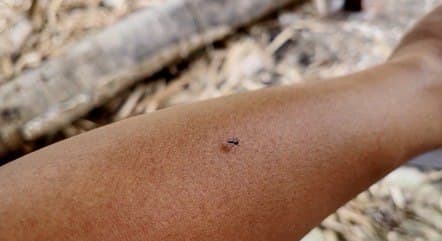 Estado do Rio de Janeiro confirma primeiro caso de febre oropouche