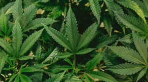 50% são a favor e 45% são contra STF descriminalizar maconha, segundo PoderData