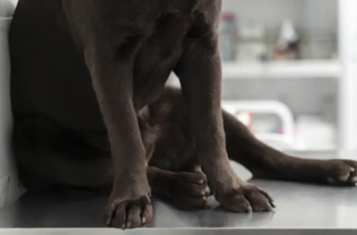 Funcionário de clínica veterinária é demitido por justa causa confirmada por agredir animais
