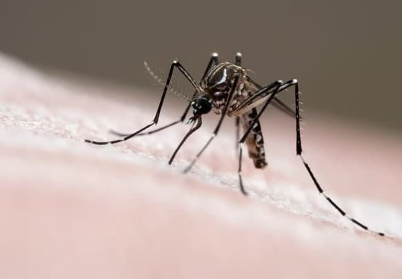 Em 26 dias, abril registra 897 mortes causadas por dengue, equivalente a 76% de 2023 inteiro