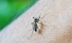 RN tem segundo menor número de mortes por dengue do Brasil