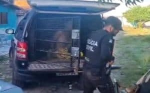 Homem é preso suspeito de arrancar cabeça de membro "indisciplinado" de facção criminosa no RN
