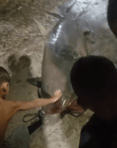 VÍDEO: Pescadores capturam tubarão em Macau