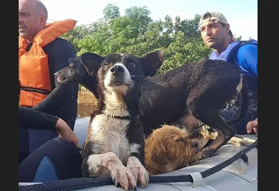 Quase 10 mil animais são resgatados durante enchentes no RS; voluntários se organizam com abrigos e cuidados
