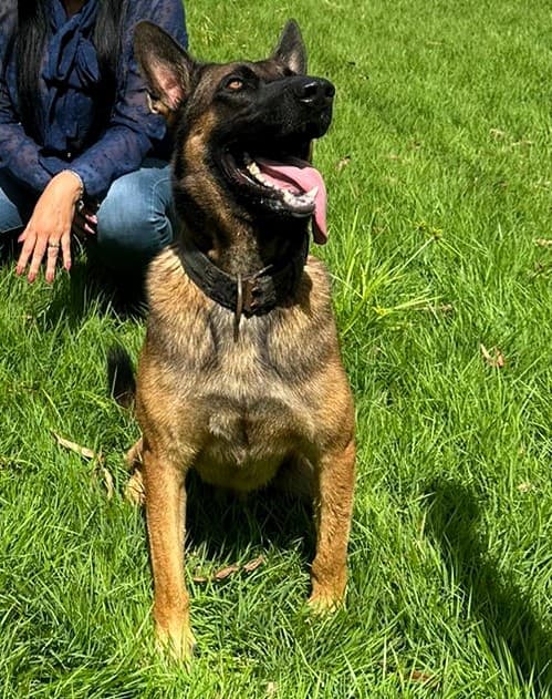 Cão farejador da Polícia Civil do RN, morre após ser atacado por enxame de abelhas