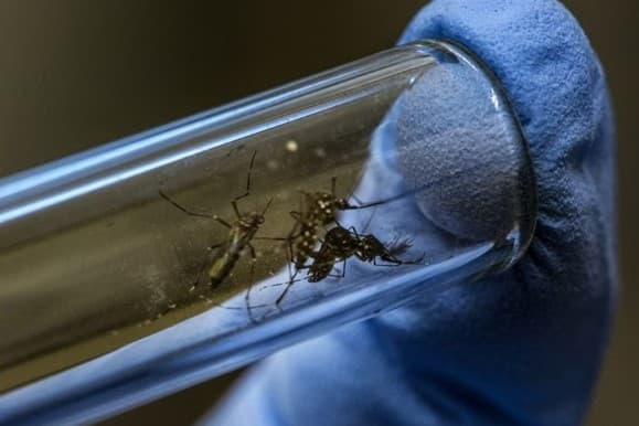 DENGUE: Brasil ultrapassa 5 milhões de casos e bate novo recorde