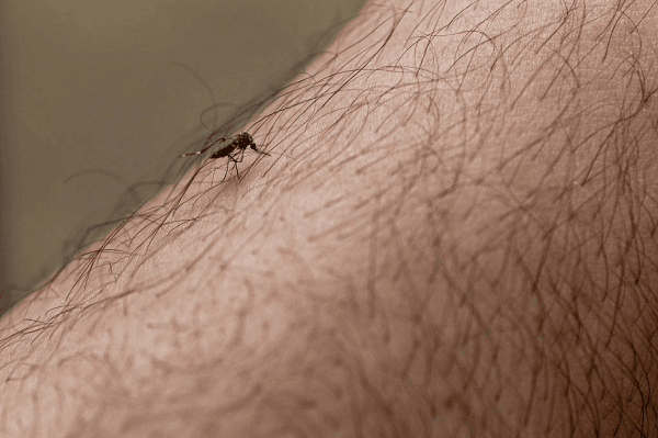 Brasil chega a 3.000 mortes por dengue em 2024