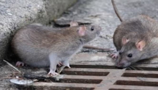 Mortes por leptospirose aumentam 44% devido a enchentes no Brasil em três anos