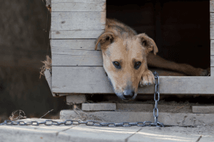 Maus-tratos contra animais crescem 95% em dois anos no RN