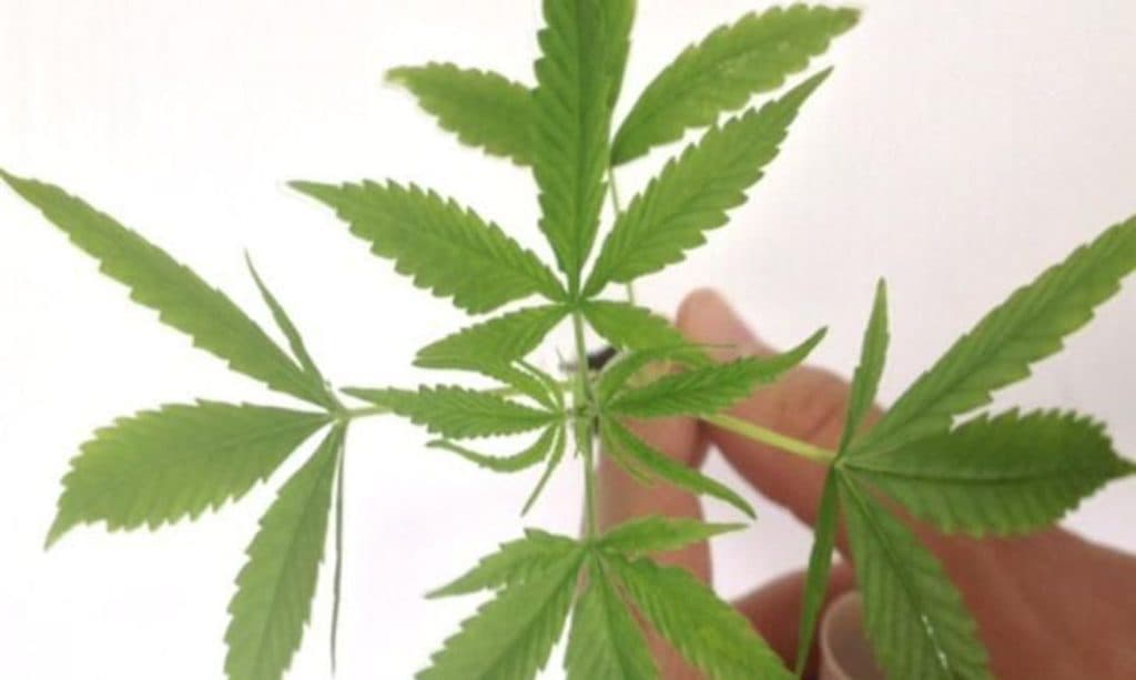 Decisão do STF sobre porte de maconha demanda novos procedimentos