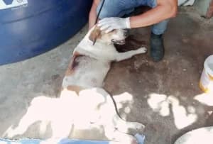 Acusado de atirar em cachorro no RN terá de ressarcir ONG que resgatou animal