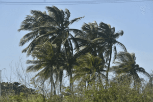 Fim de semana tem alertas de ventos de até 60 km/h no RN; confira
