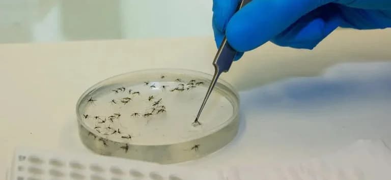 RN tem primeiro caso de febre do oropouche confirmado