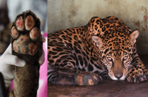 Drama no Pantanal: incêndios matam e ferem milhares de animais