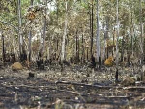 Brasil tem 22,38 milhões de hectares atingidos pelo fogo em nove meses