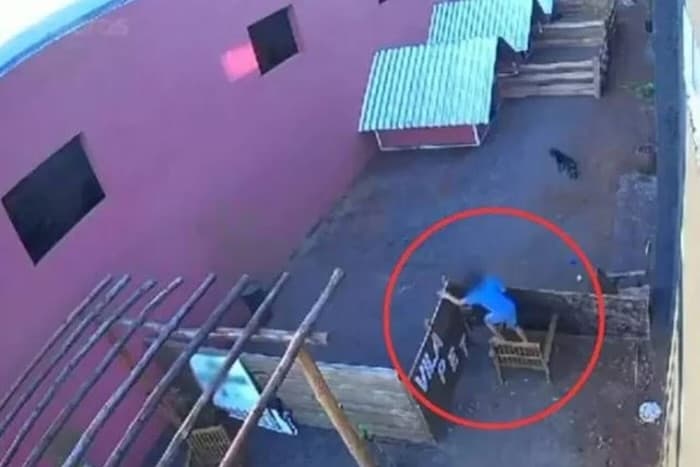 Menino de 9 anos invade hospital veterinário e mata 23 animais, arremessando, esquartejando e mutilando