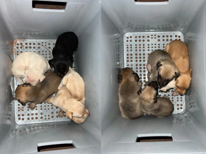 Bombeiros resgatam 10 filhotes de cachorro em incêndio em vegetação em Natal