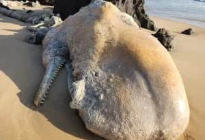 Ossada de baleia-cachalote é encontrada no litoral do RN