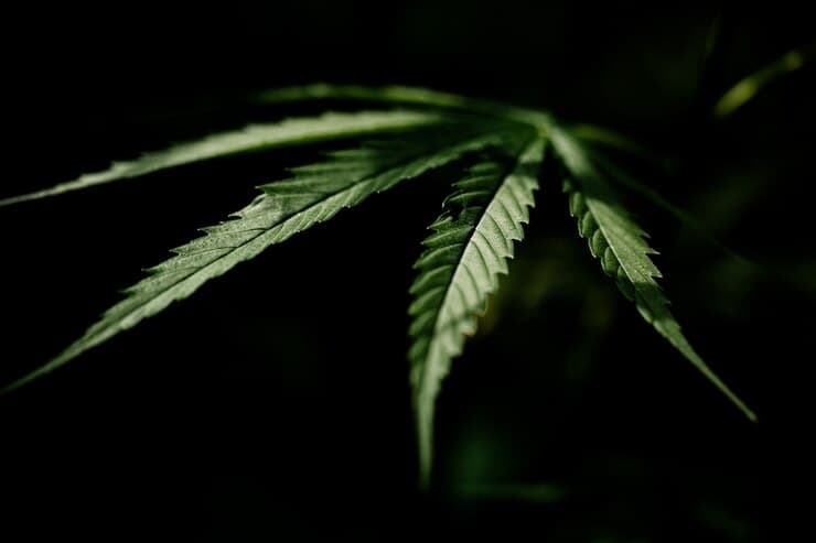 CCJ da Assembleia Legislativa aprova projeto que institui dia de combate à maconha no RN