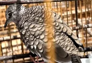 Vinte e quatro aves silvestres criadas ilegalmente são apreendidas na Zona Norte de Natal
