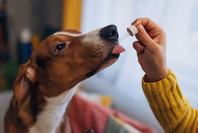 Uso da cannabis na medicina veterinária é aprovado pela Anvisa