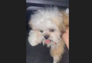 Cachorro de 8 meses morre durante tosa em pet shop