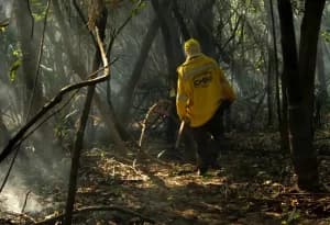 Amazônia tem o maior número de queimadas e incêndios em 17 anos