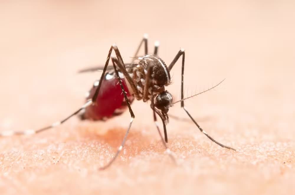 Nova variante do vírus da dengue deixa autoridades em alerta