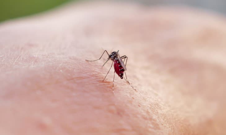 Casos de dengue em 2024 passam de 6,4 milhões; mortes somam 5,9 mil