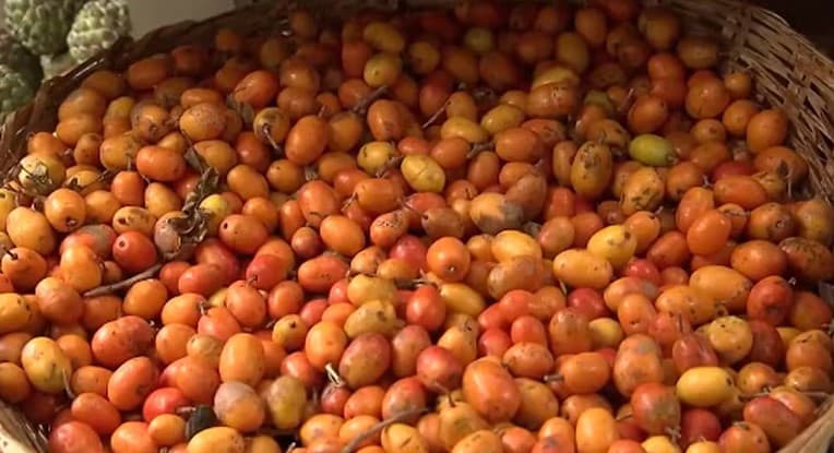 Homem morre após ingerir mais de 100 caroços de seriguela em Campo Grande-MS
