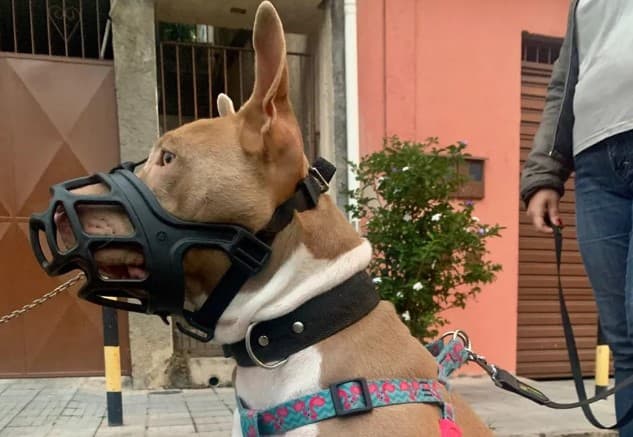 Projeto de Lei torna obrigatório uso de focinheira em cães de grande porte e de ‘raças perigosas' no RN