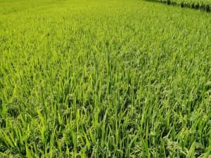 Governo do Estado atrasa aporte estadual do Programa Garantia-Safra ameaça agricultores familiares do RN